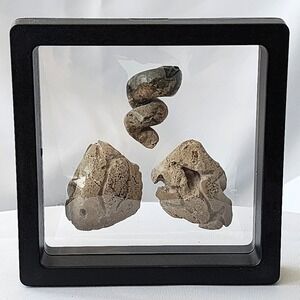 Late Cretaceous Period Ammolite and Mollusca Fossil‎ Lot Display North MS Unique